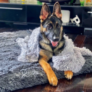 Why Orthopedic Comfort Matters More Than Ever for Aging Dogs