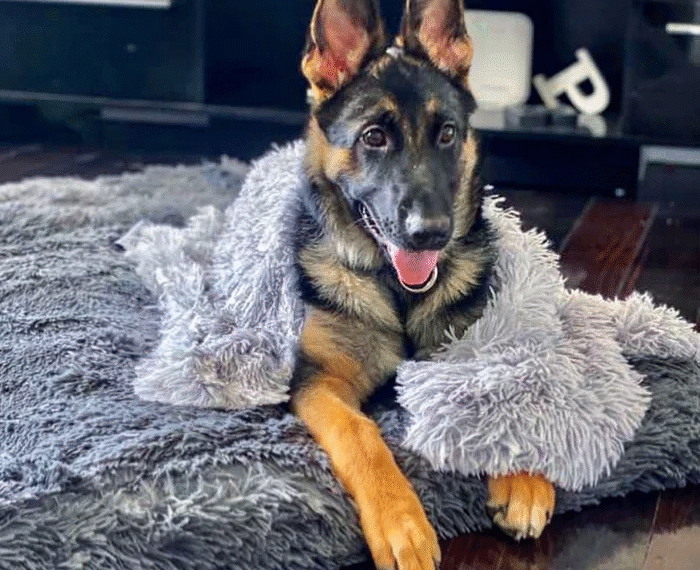 Why Orthopedic Comfort Matters More Than Ever for Aging Dogs